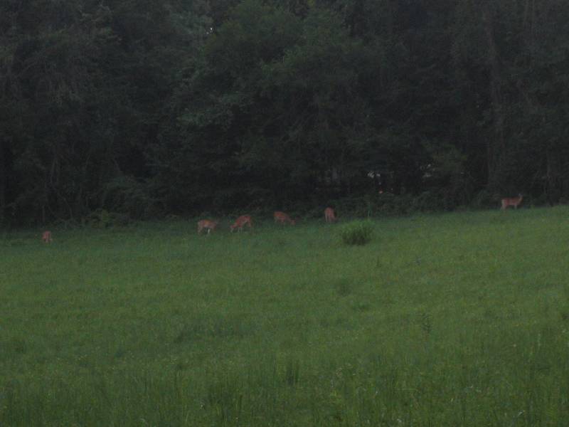 Summer 010 Goddamn deer at home